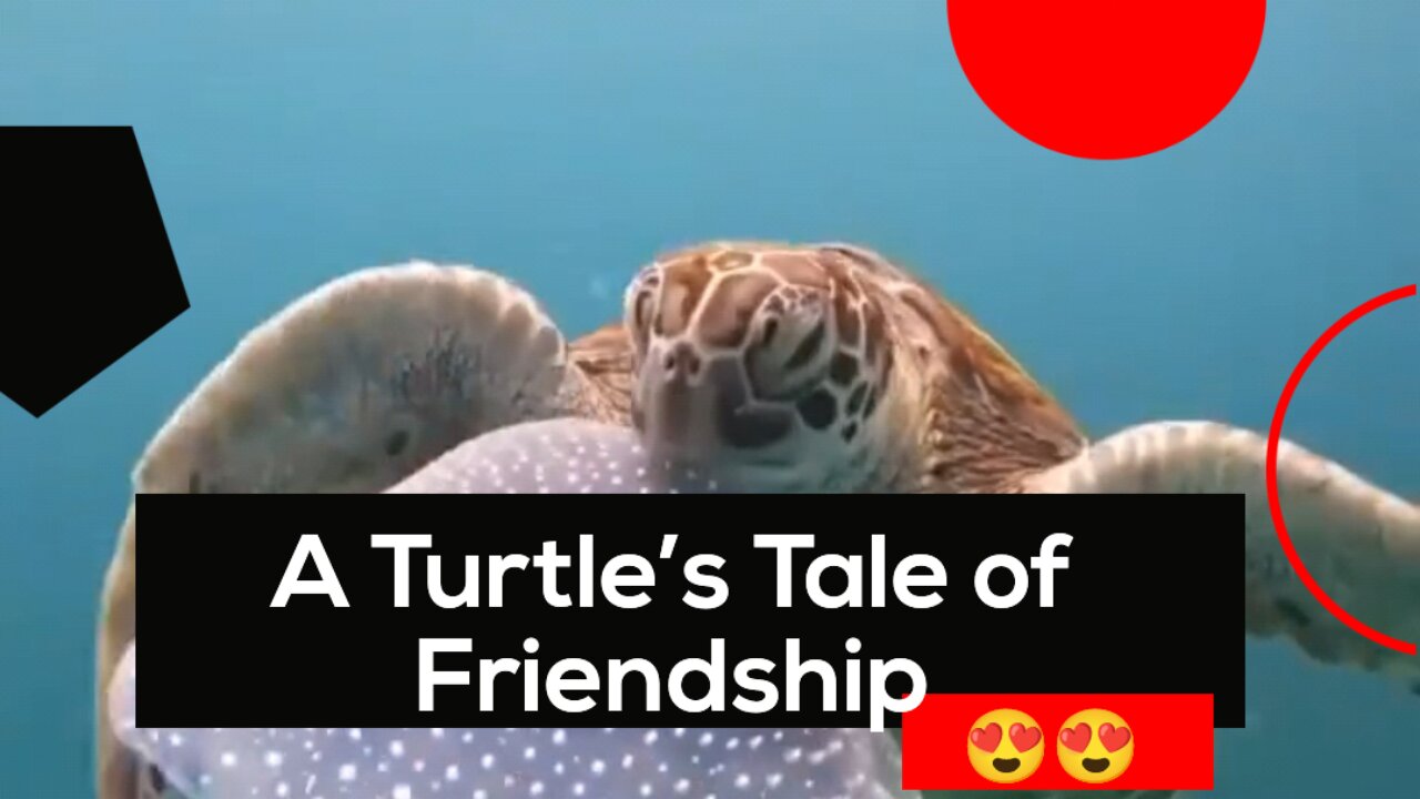 A Turtle’s Tale of Friendship