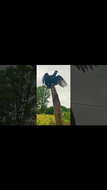 O que será que ele está fazendo? #shorts