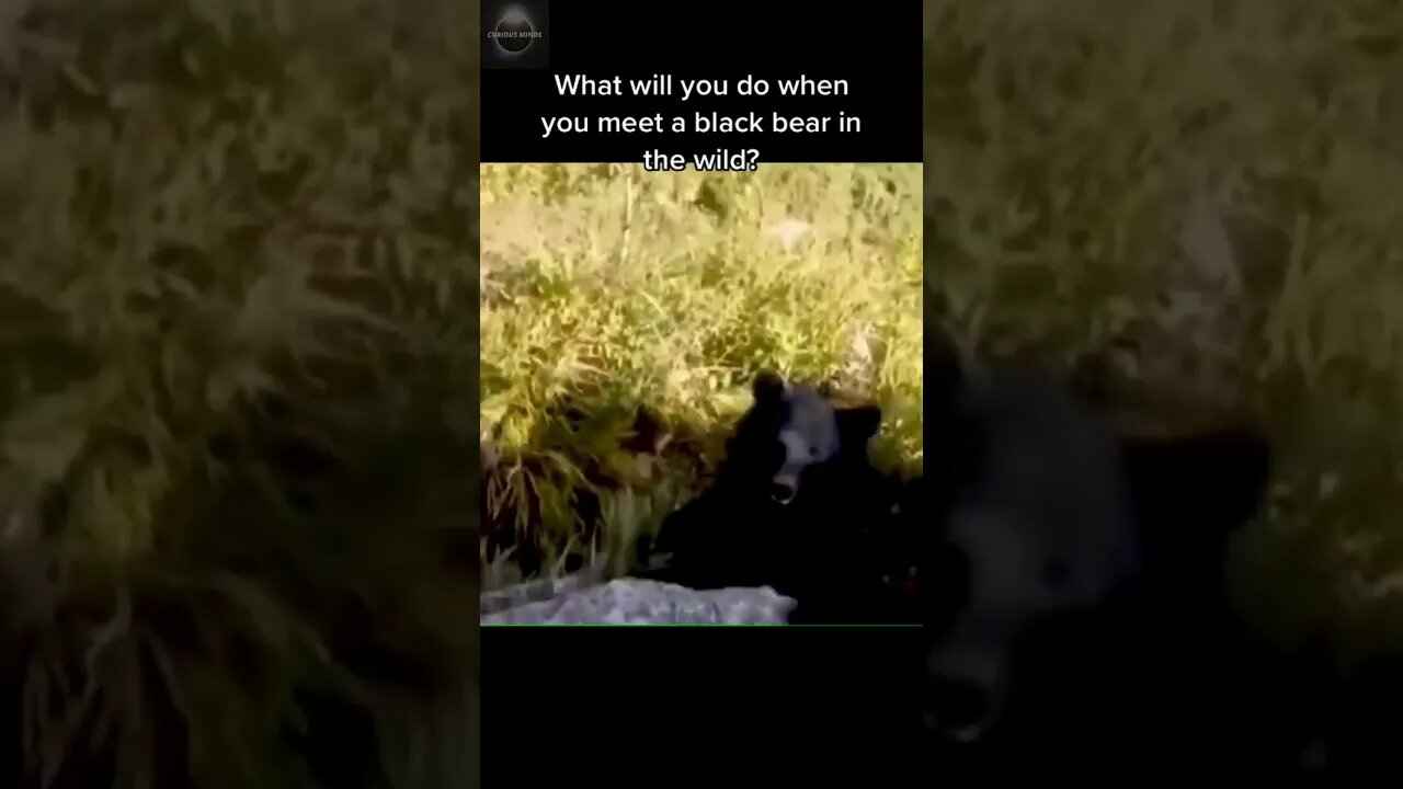 Exploring the Wonders of Wildlife: #shorts