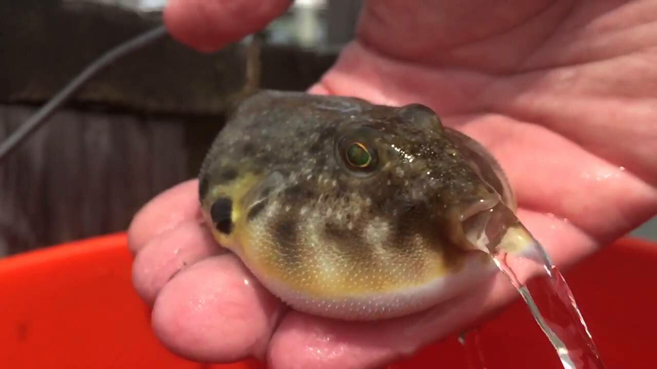 Puffer Fish releasing water!