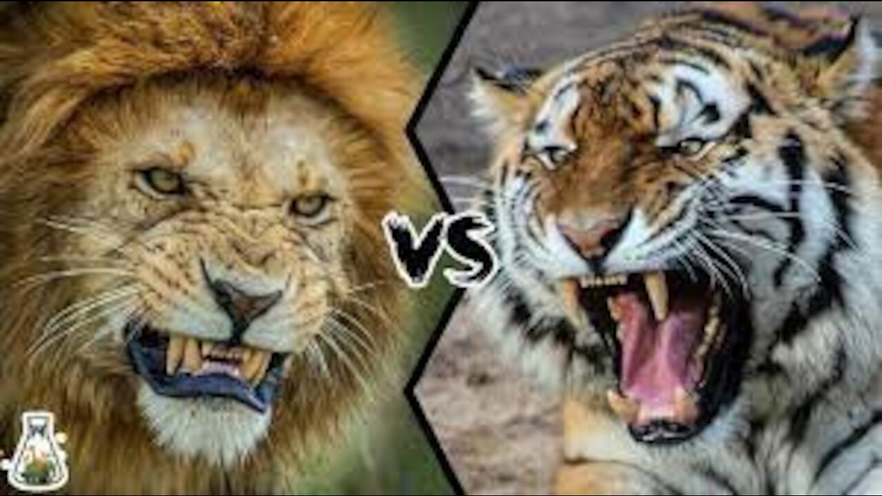 Lion Vs Tiger Real Fight compilation