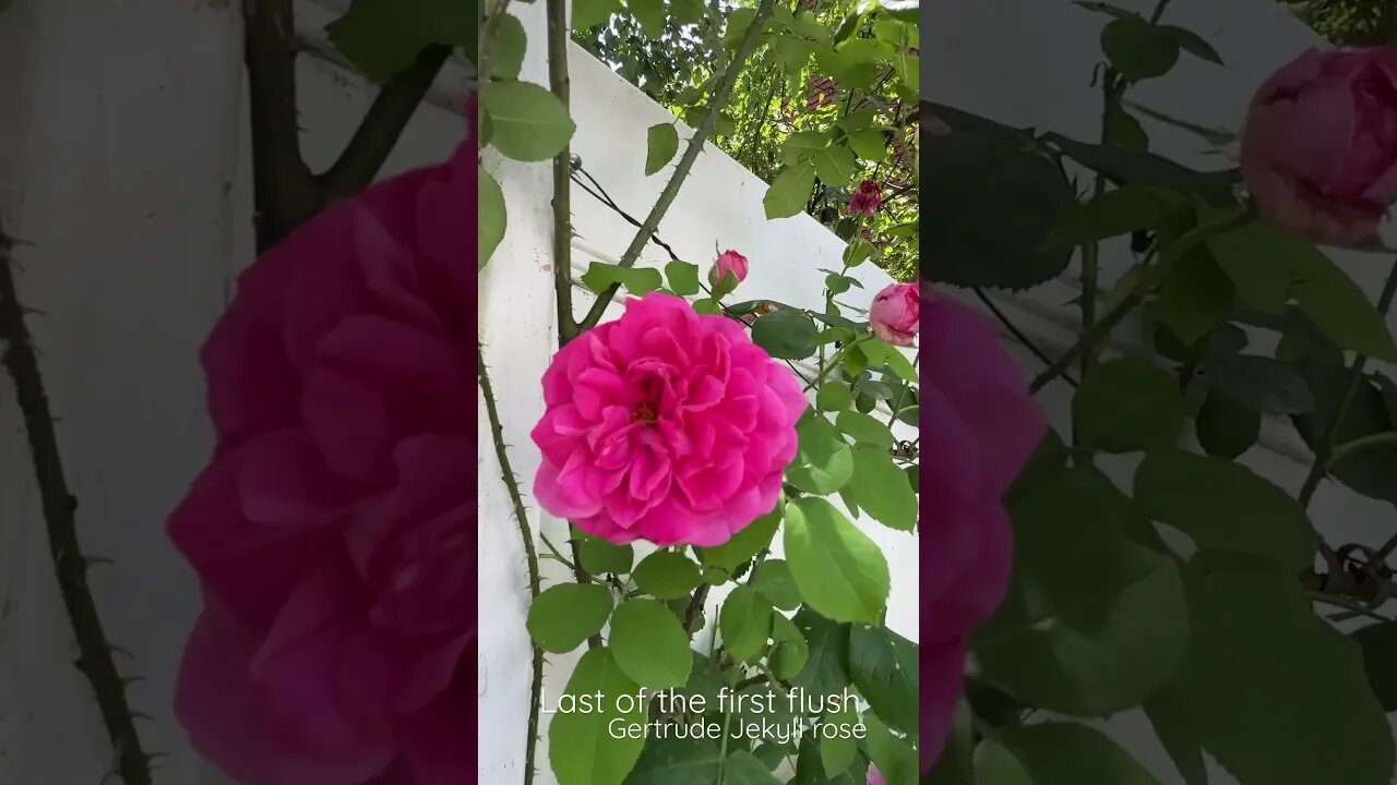 Last of the first flush for Gertrude Jekyll climbing rose David Austin roses. #gardeningvideos