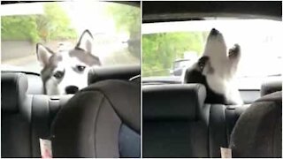 L'husky che adora cantare durante i viaggi in macchina