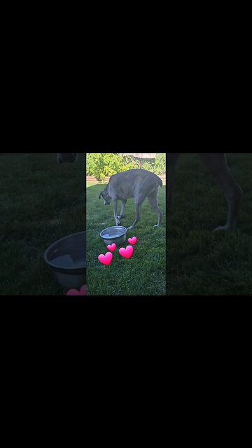 sick dog finally walks #shortsvideo #dog #socialmedia #hunting @TalkwithSally