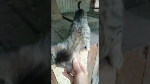 Skippy getting some attention