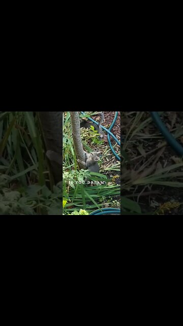 Dream Big Dreams No Matter How Small You May Be... #dream #kitten #cats #shorts #believe