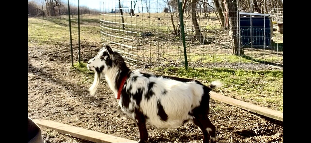 Petting goats, cutting soap & mending fences | Day in the life of a goat farming soap maker!