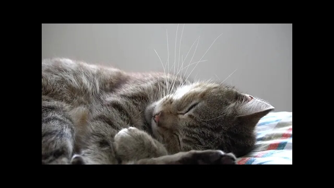 My sleepy cute #kitty cat: Daily Stress buster #shorts : day 11