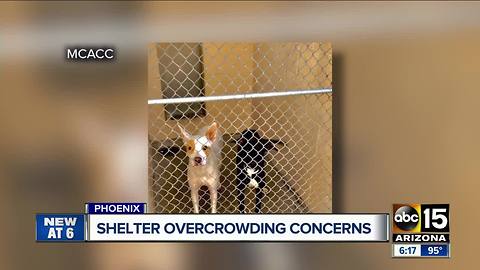 Maricopa County animal shelter dealing with major overcrowding, again