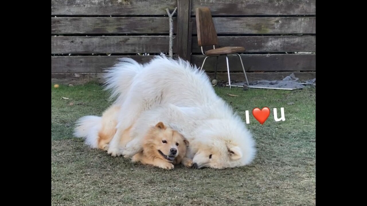 Samoyed Really Wants To Cuddle With Doggy Buddy