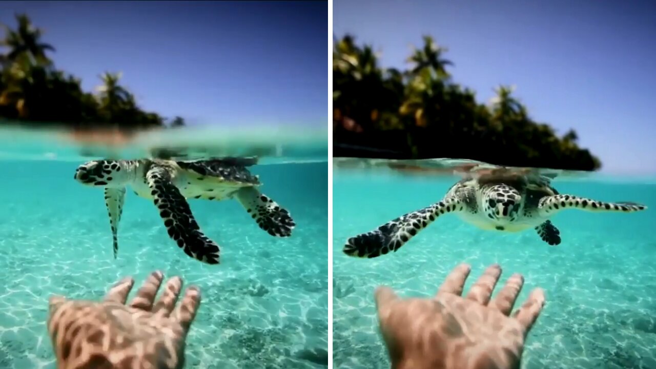 Cute baby turtle want to make a new friend
