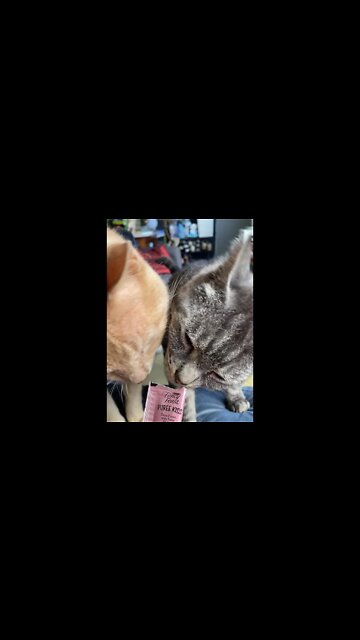 Cats go crazy for cat nip