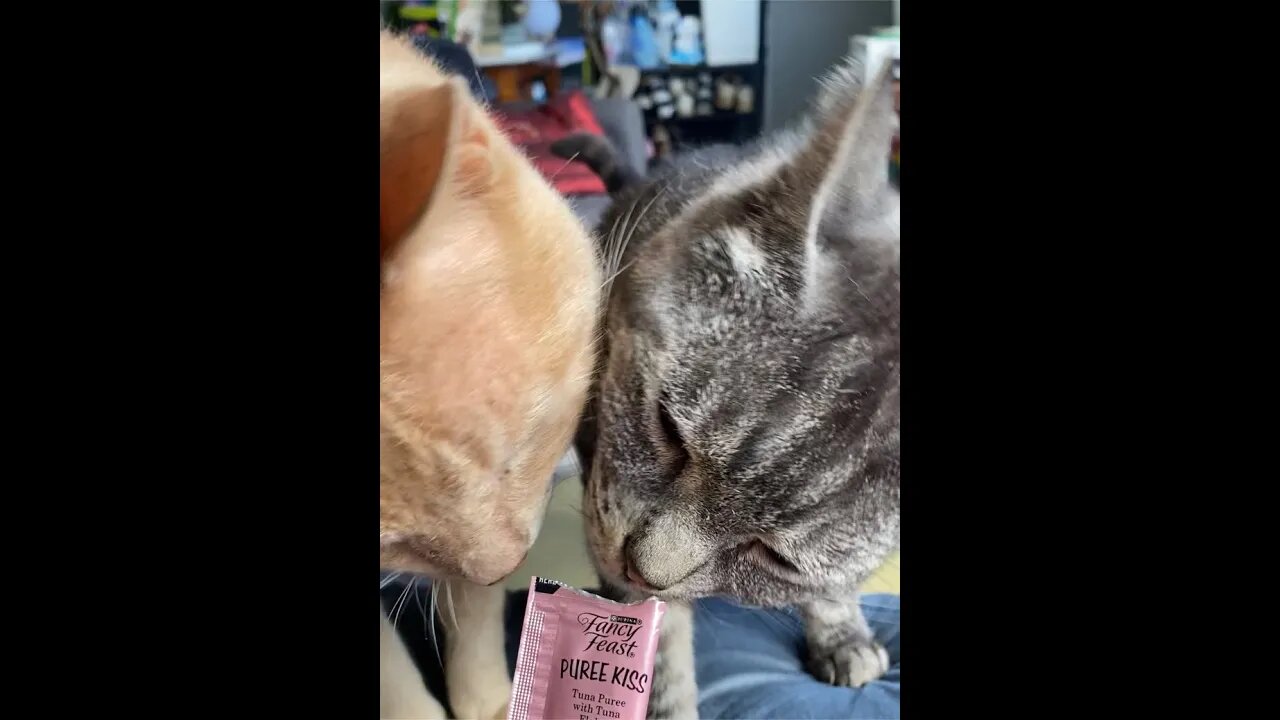 Cats go crazy for cat nip