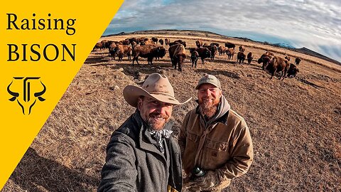 American Bison Ranch in Montana! ( EXCLUSIVE TOUR! )