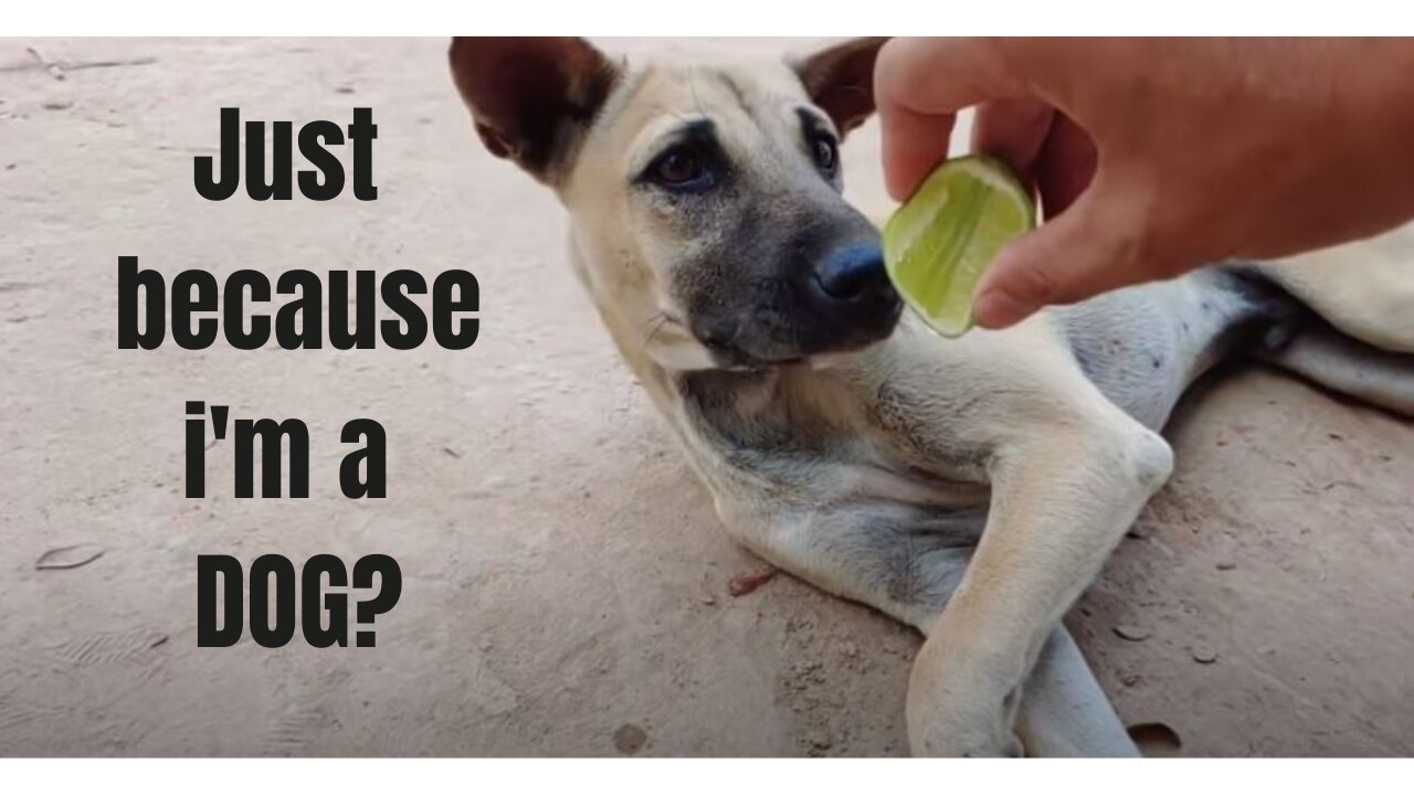 LAME! Disturbing dog with lemon - DISGUSTING! LAME PRANK!