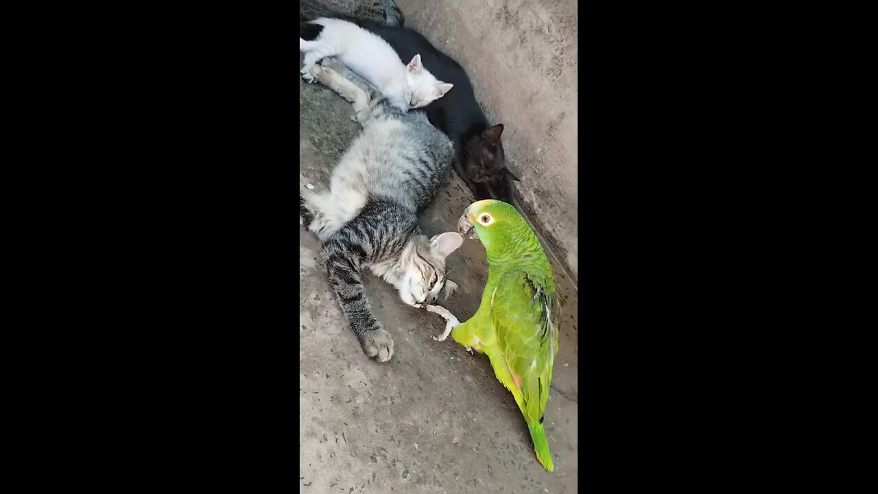 Funny parrot and cat compilation