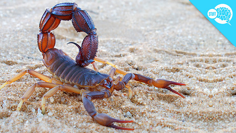 BrainStuff: Can Smoking A Scorpion Get You High?