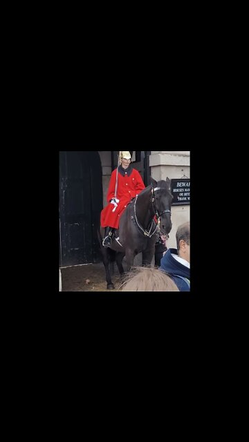 She is too close #horseguardsparade