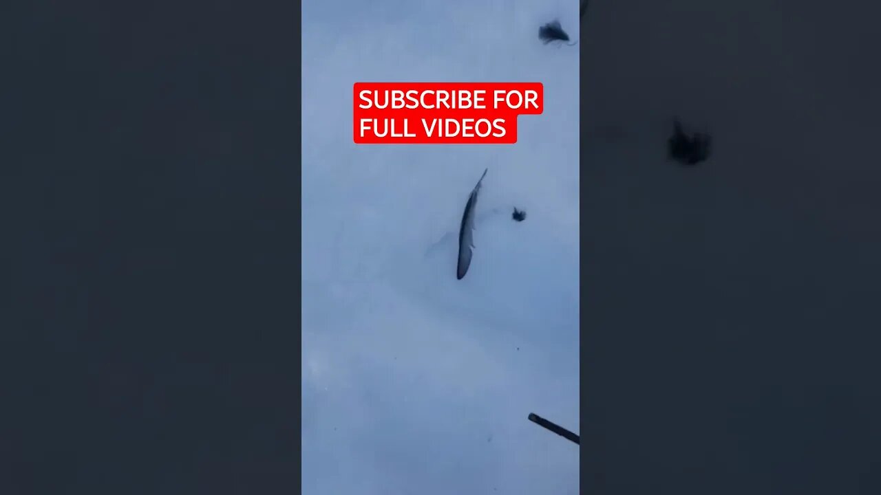 Never know whats lurking #shorts