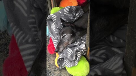 Disabled greyhound naps in another dog's kennel with her caterpillar Part IV