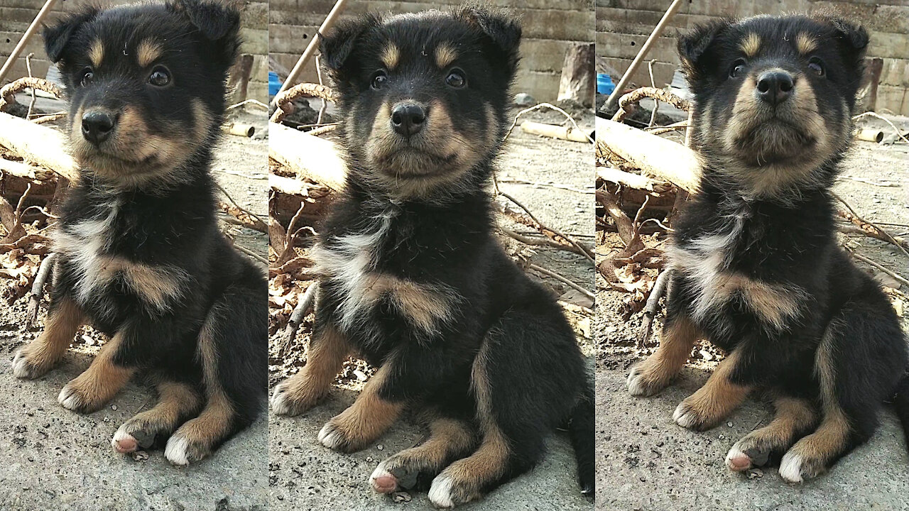 Adorable Little Puppy is getting confused by these sounds.
