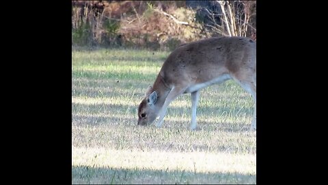 deer in the field