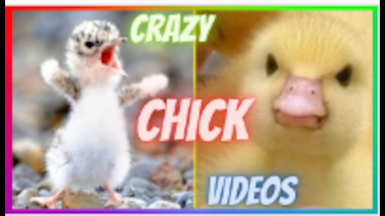 CHICKS | Funny And Crazy Chicks