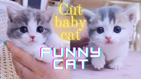 Cute baby cate funny pusi cat