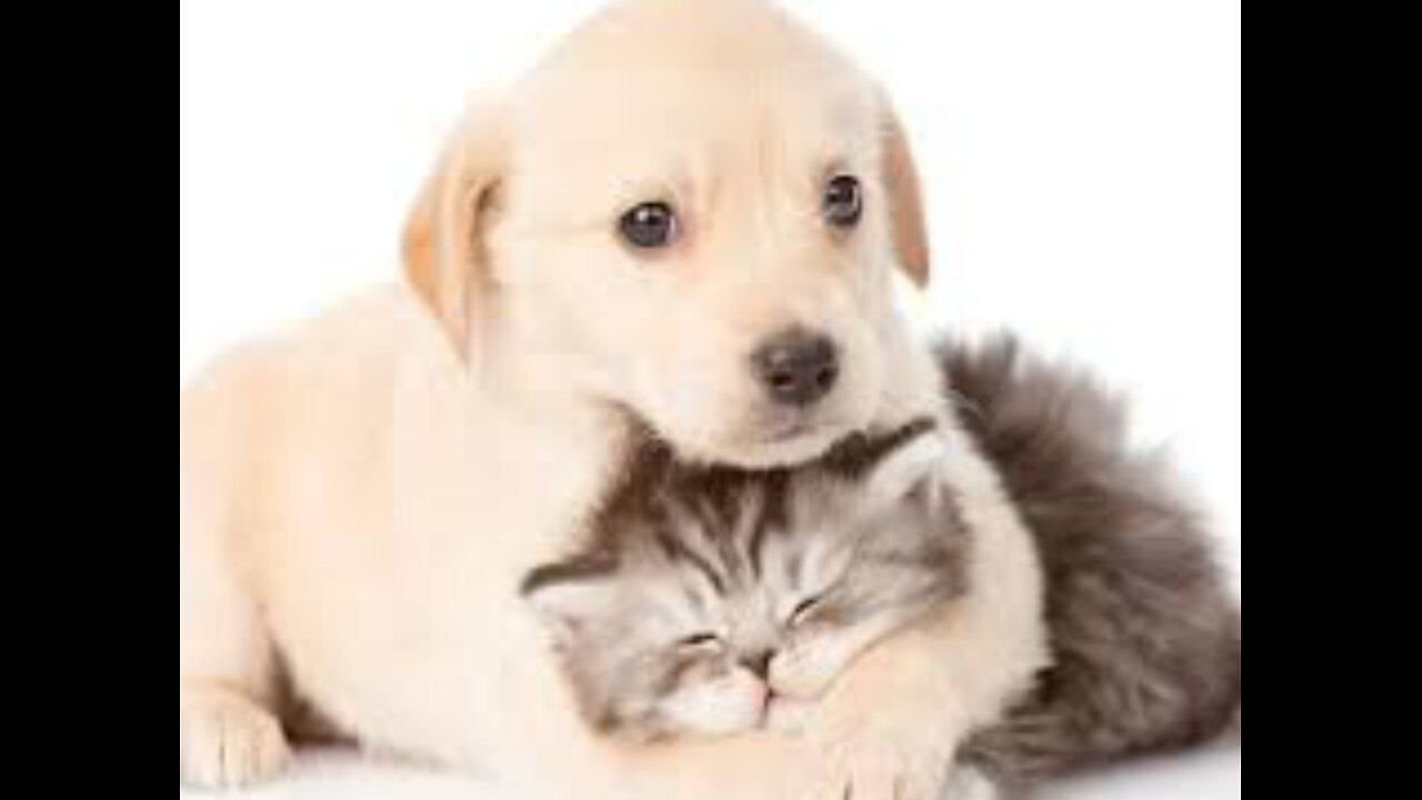 Cute cats & dogs