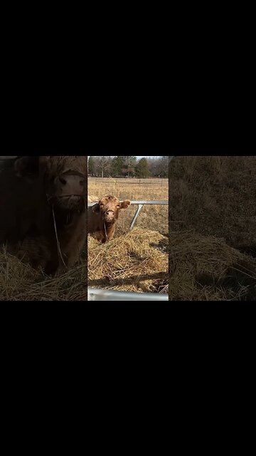 New hay is the best #shorts