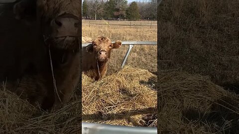 New hay is the best #shorts