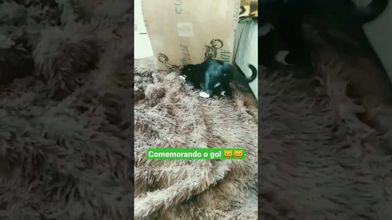 Gato comemorando o gol do Brasil na copa do mundo. Brasil x Croácia. Gato assistindo o jogo 😺