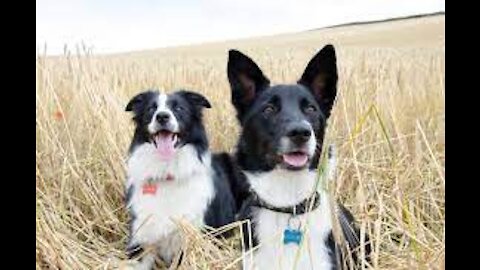 LIFE HACK SKILLS IN HOME|PET CARE