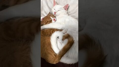 Funniest Videos 2023 😂 Funny Cats 🐱 Funny cute cats Pictures #shorts #cat #catlover #cats