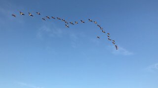 Canada Geese flying south