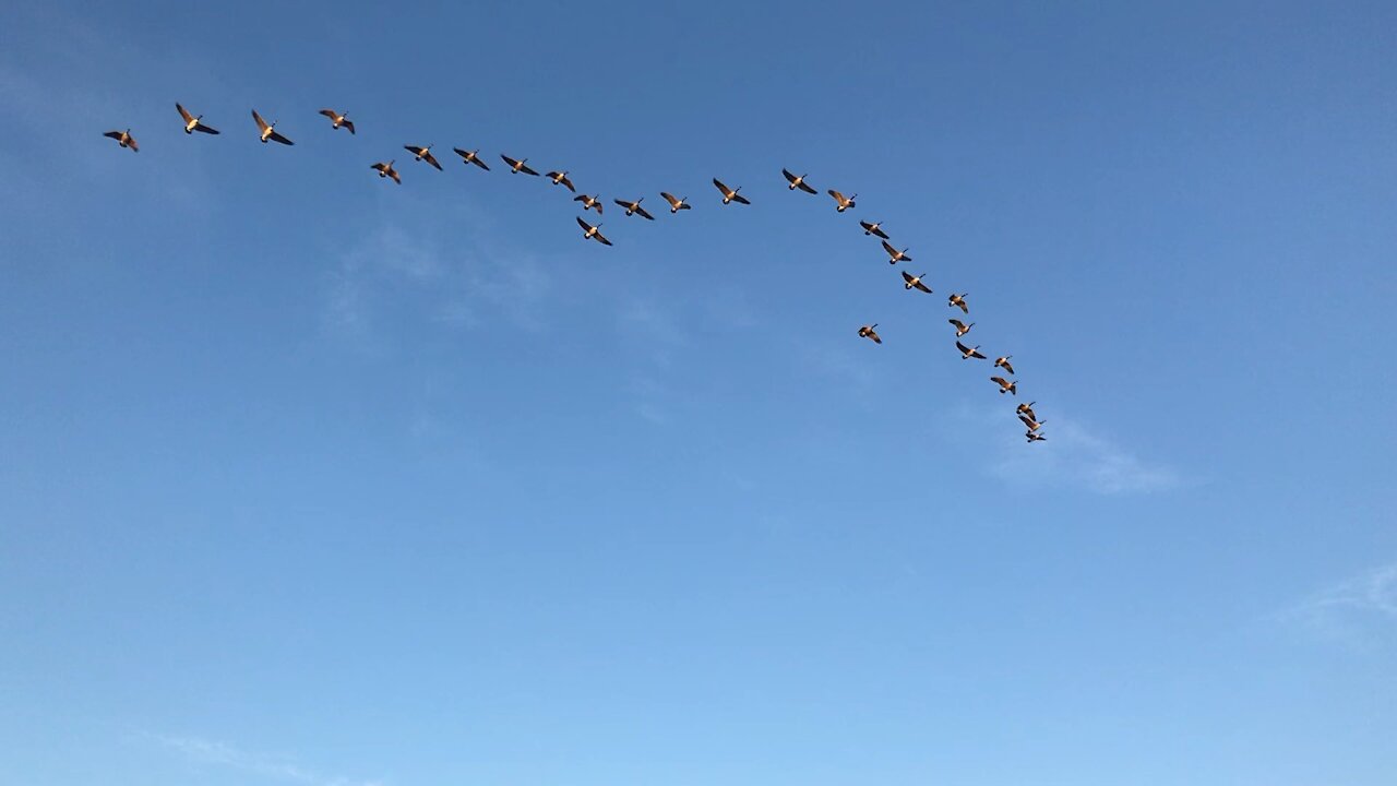 Canada Geese flying south