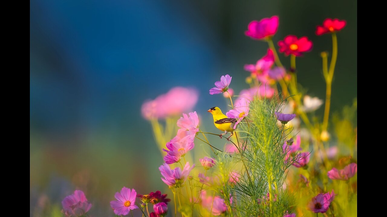 Relaxing Sleep Music: Deep Sleeping Music, Relaxing Music, Stress Relief, Meditation Music