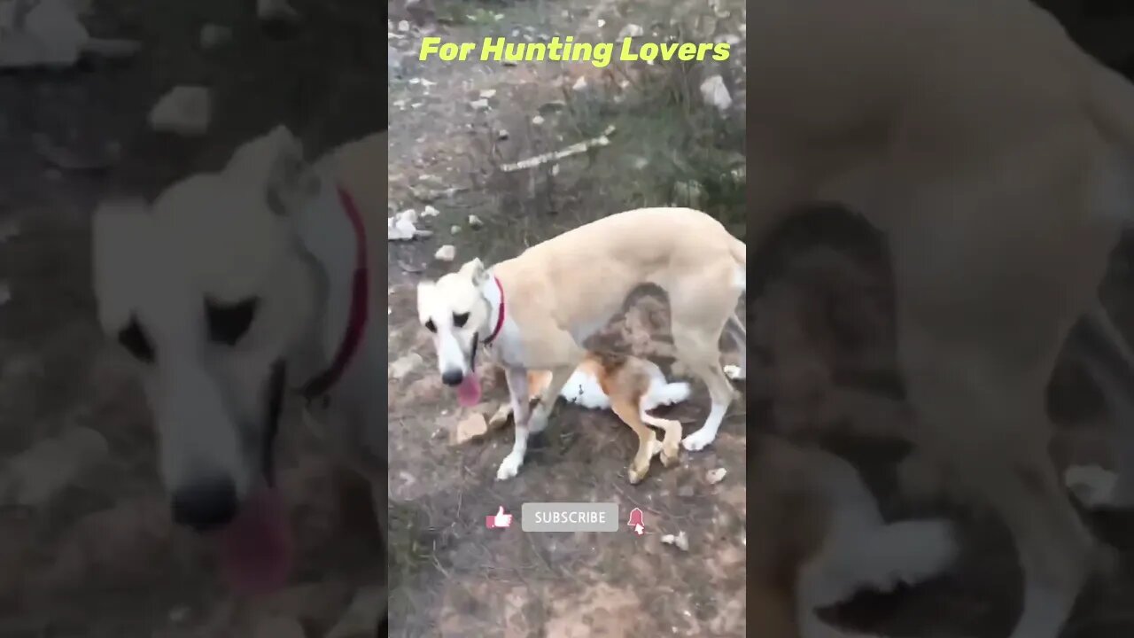 Greyhounds Vs Rabbit 🐇 | with High Speed Galgos y conejos con alta velocidad Борзые и кролик