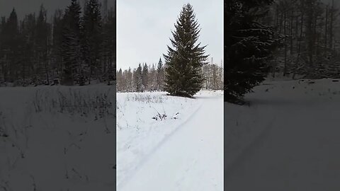 auf zum #rinderstall #shorts #harz #winter