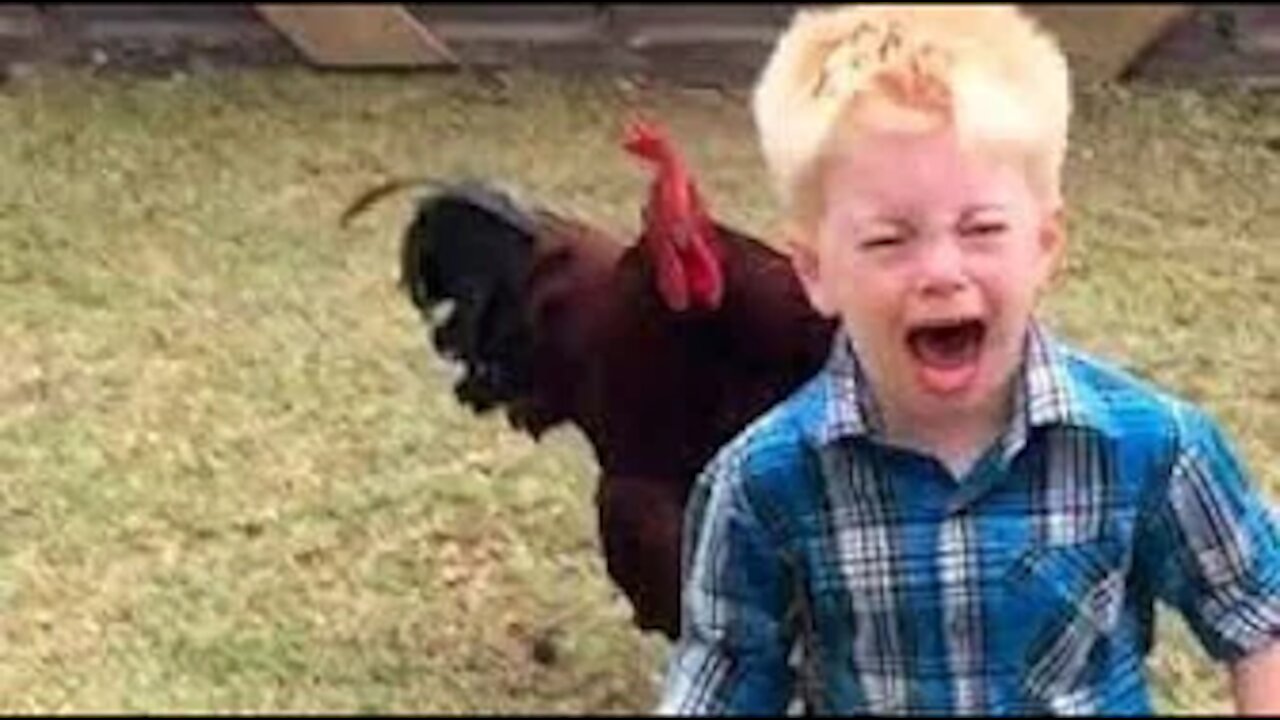 Funniest Chickens chasing Kids and Adults