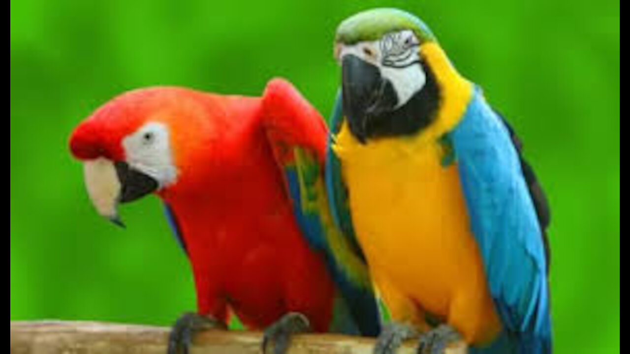 A pair of cute parrots