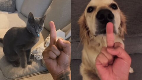 What happens if you show cats and dogs the middle finger