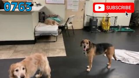 [0763] GOOD NIGHT, HANK [#dogs #doggos #doggies #puppies #dogdaycare]