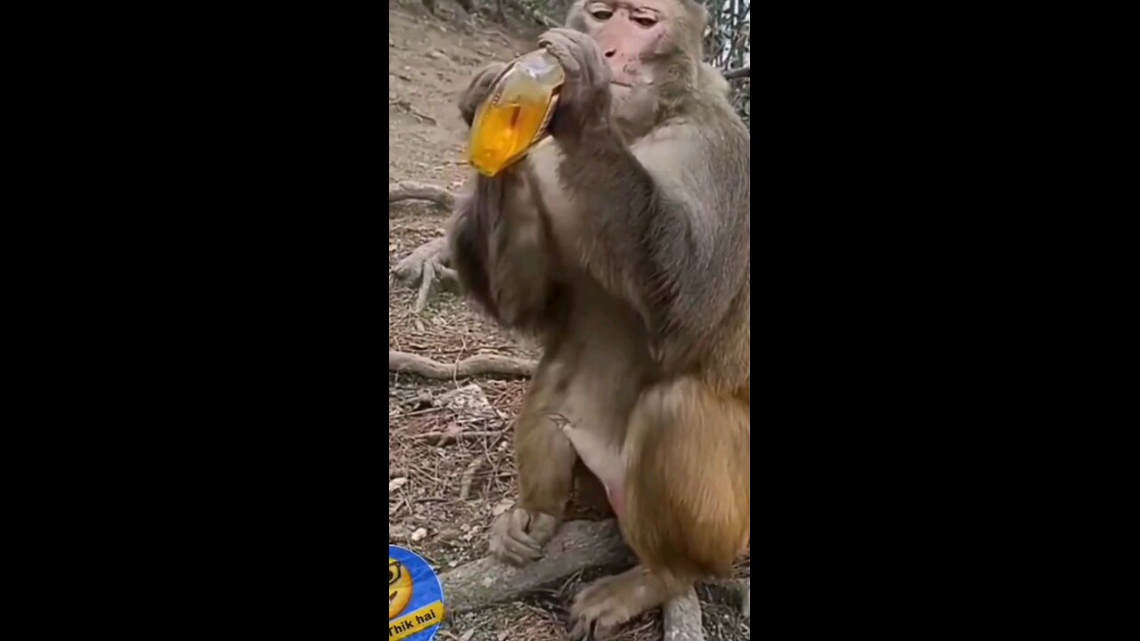 monkey comedy// monkey na drink 🍷// monkey on top