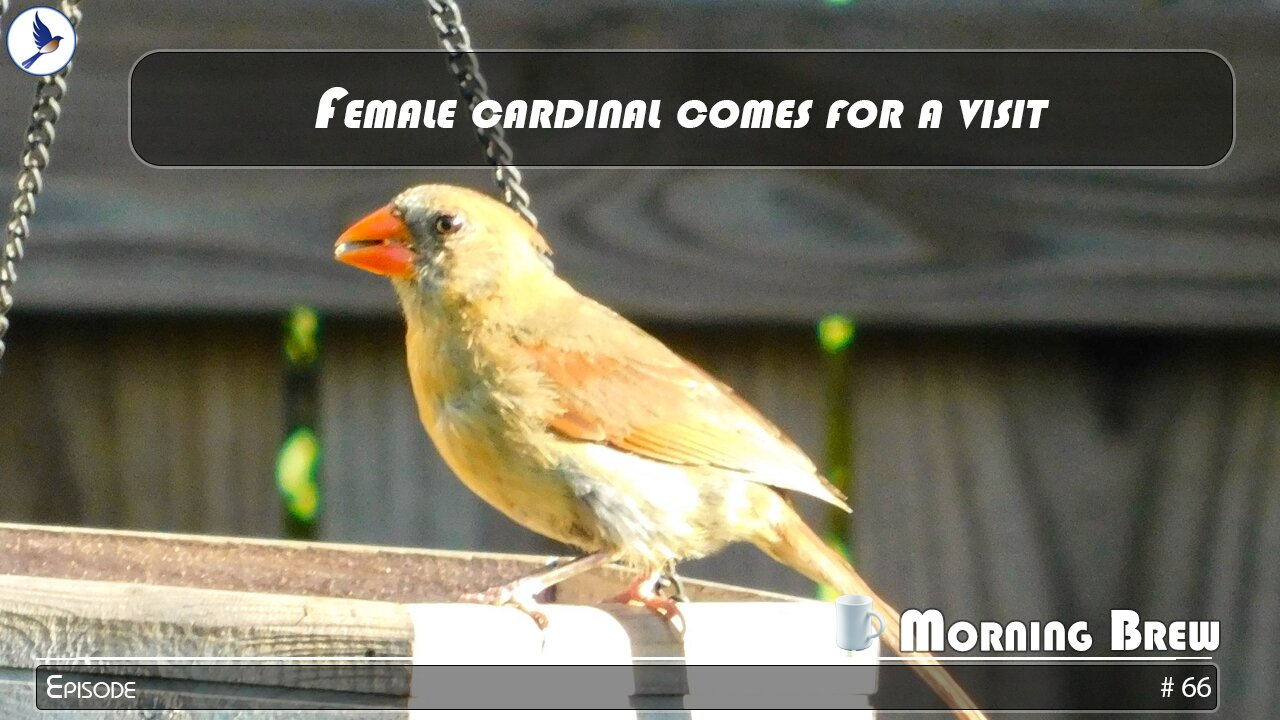 Femal cardinal comes for a visit