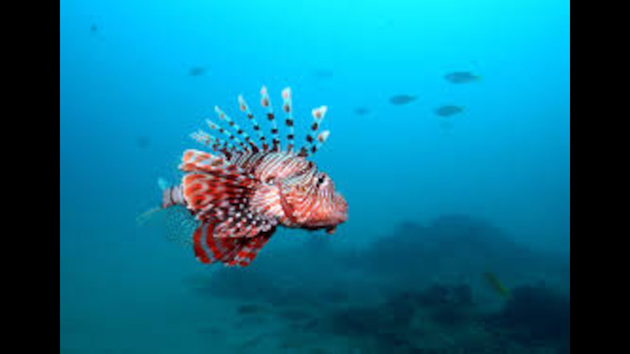 Diving in Mozambique Ponta do Ouro HD