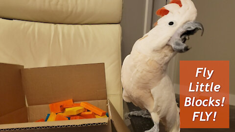 Fling! Cockatoo Throws Wooden Toy Blocks