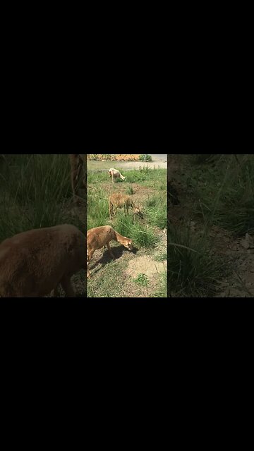 Just as good as gas lawn mower in the yard