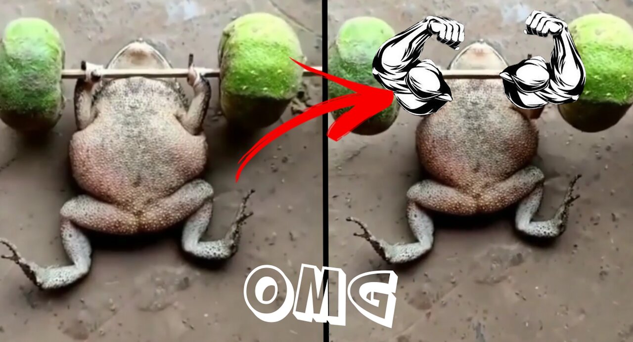 🐸Little frog WORKOUT hard to get BICEPS ! Succeeds ! 😳