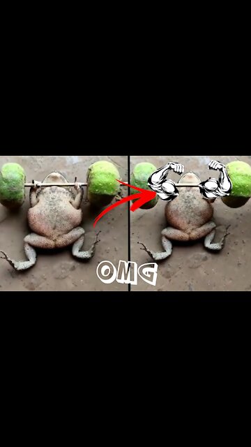 🐸Little frog WORKOUT hard to get BICEPS ! Succeeds ! 😳